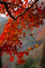2014紅葉　清水寺