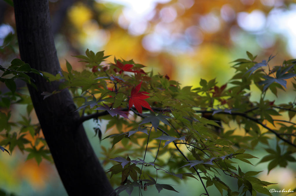 紅一点