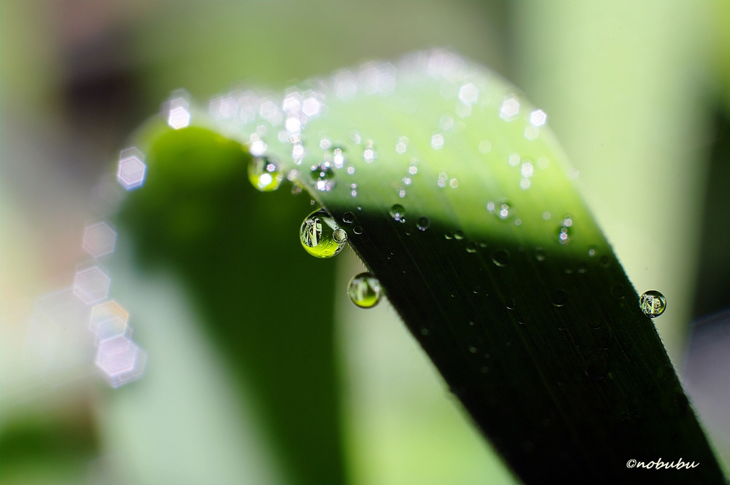 雫・緑