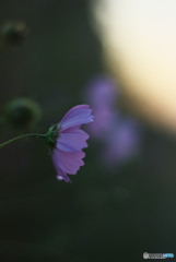 早朝の秋桜