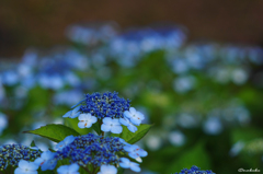 早朝の紫陽花3