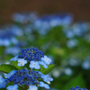 早朝の紫陽花3