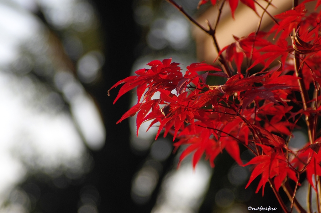 紅葉