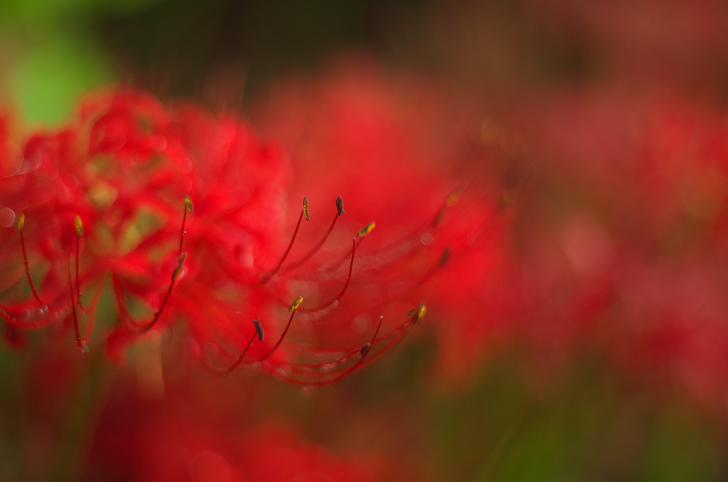曼珠沙華