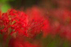 曼珠沙華