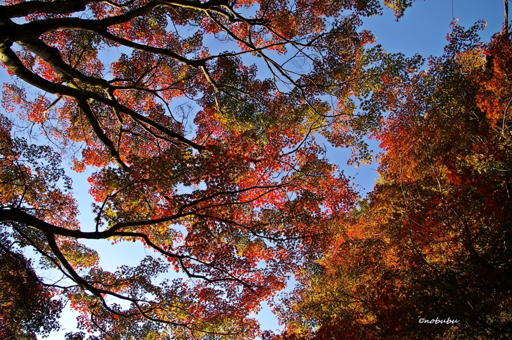 2014紅葉　太平山県立自然公園