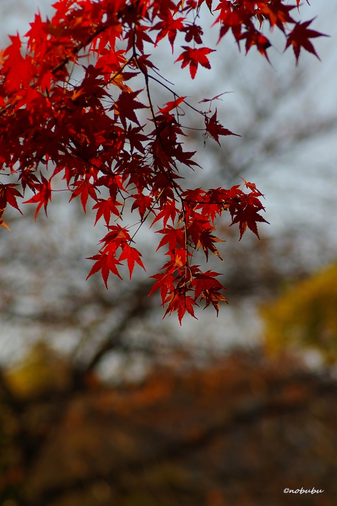 2014紅葉　清水寺