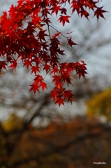 2014紅葉　清水寺