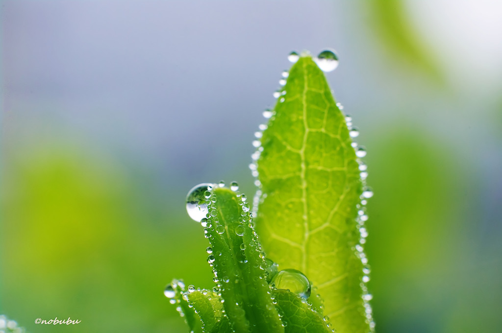 雨上がり