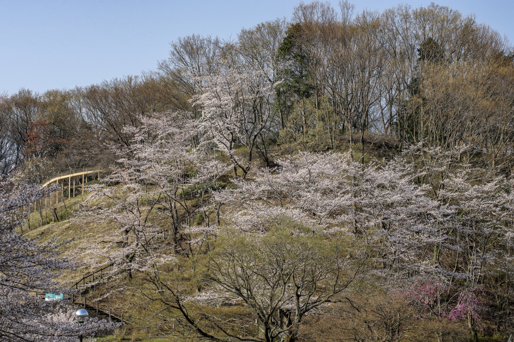 公園