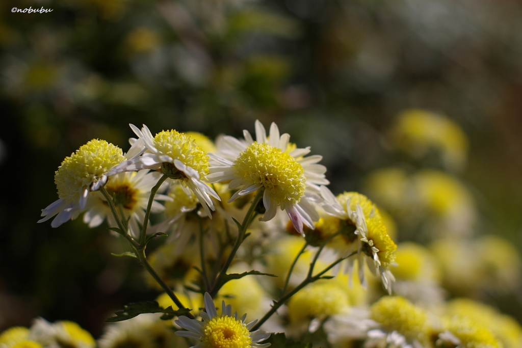 菊