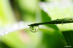 雫・緑