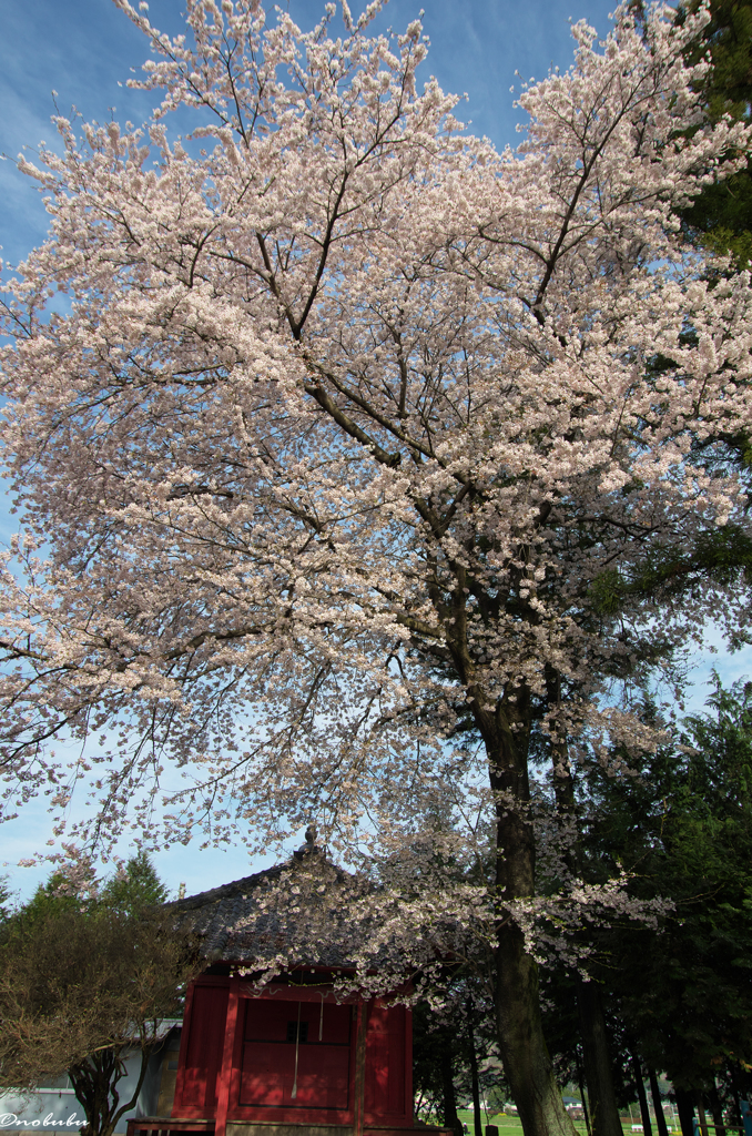 神社と桜