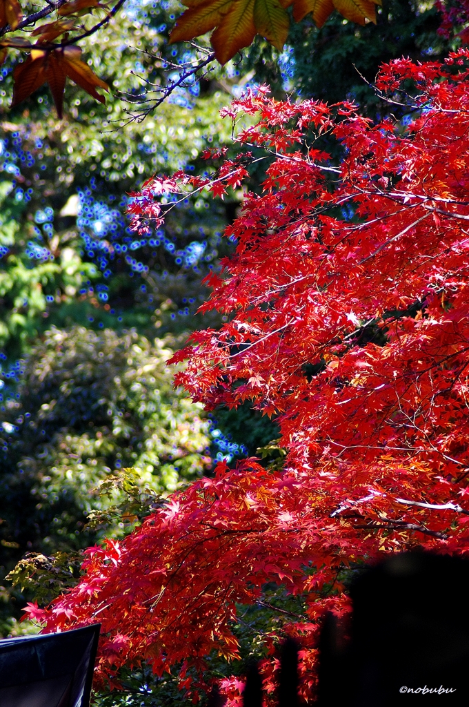 紅葉　唐沢山