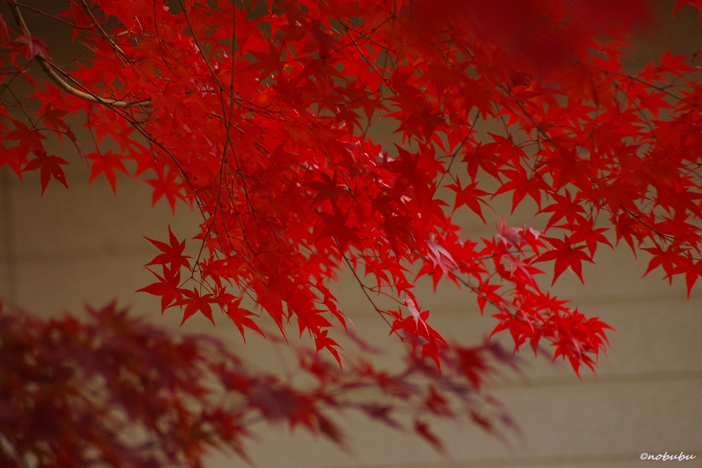 2014紅葉　清水寺