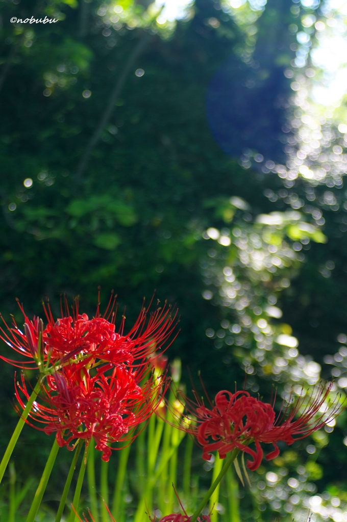 曼珠沙華