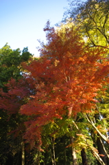 2014紅葉　清水寺