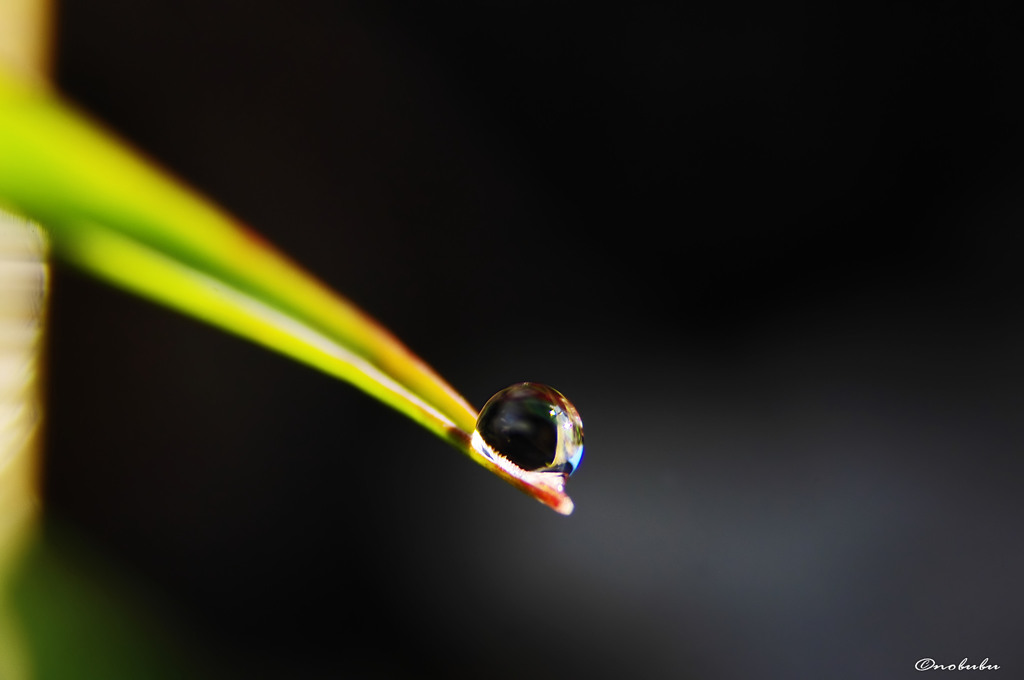 IMGP1485a_d