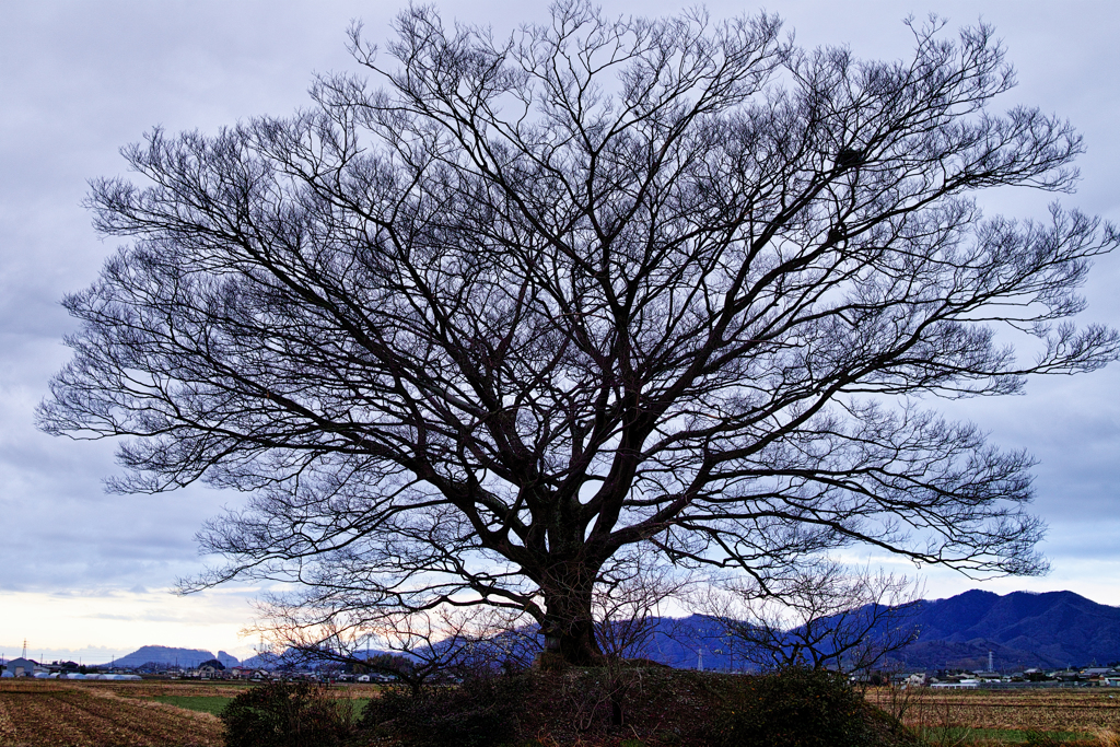 One tree in a rice field　３