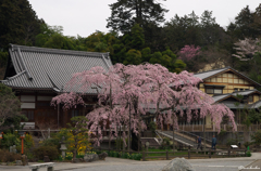 大山寺枝垂れ桜