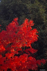 2014紅葉　清水寺