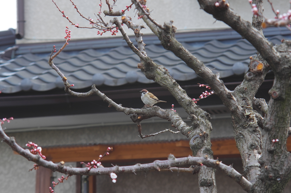 すずめ