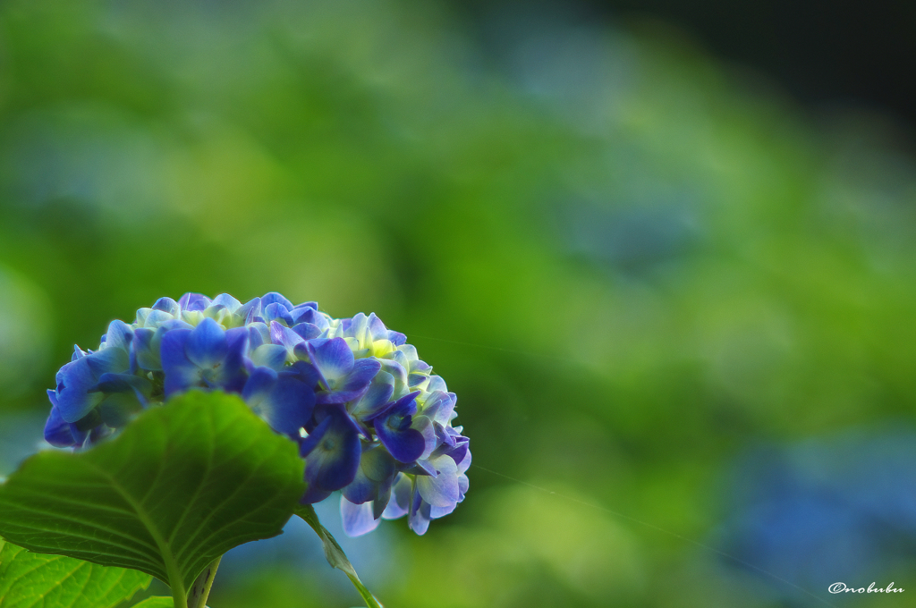 早朝の紫陽花5