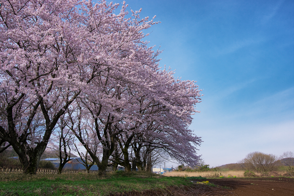 青空と桜