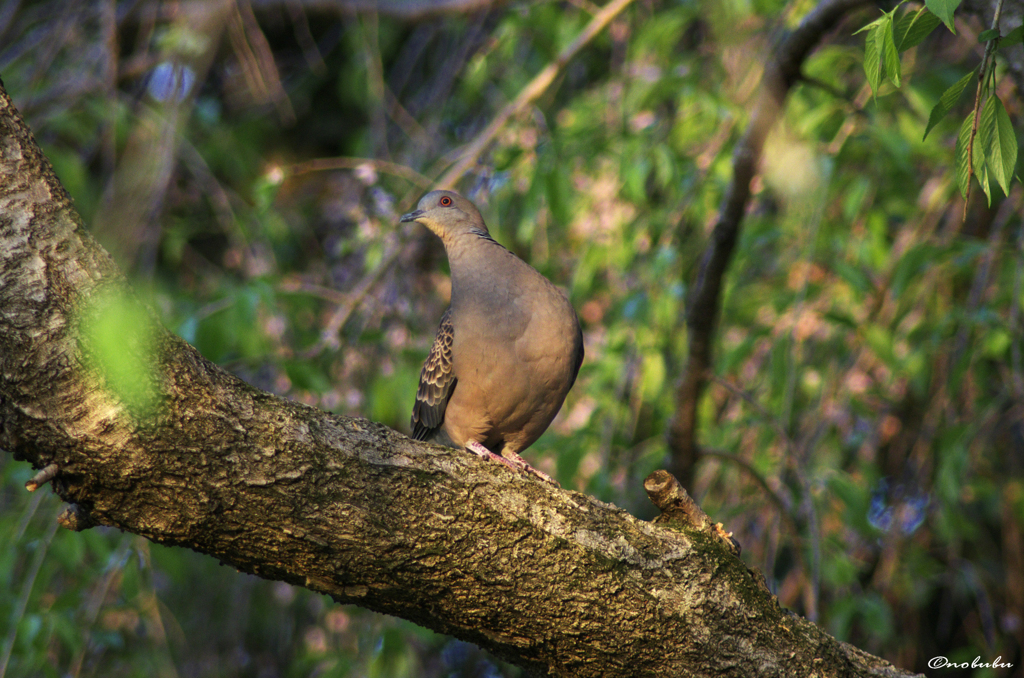 山鳩