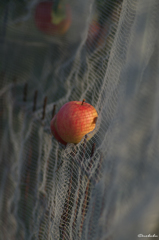 はみ出たりんご