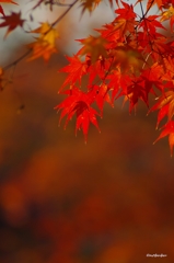 23014紅葉　清水寺