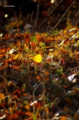 2014紅葉　遊楽々館