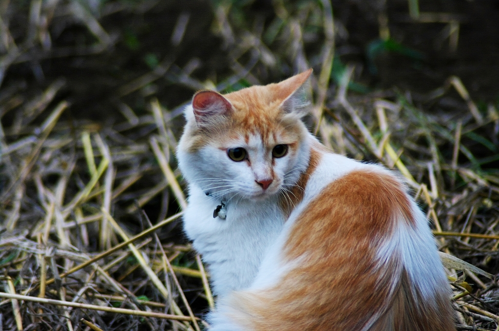 ねこ