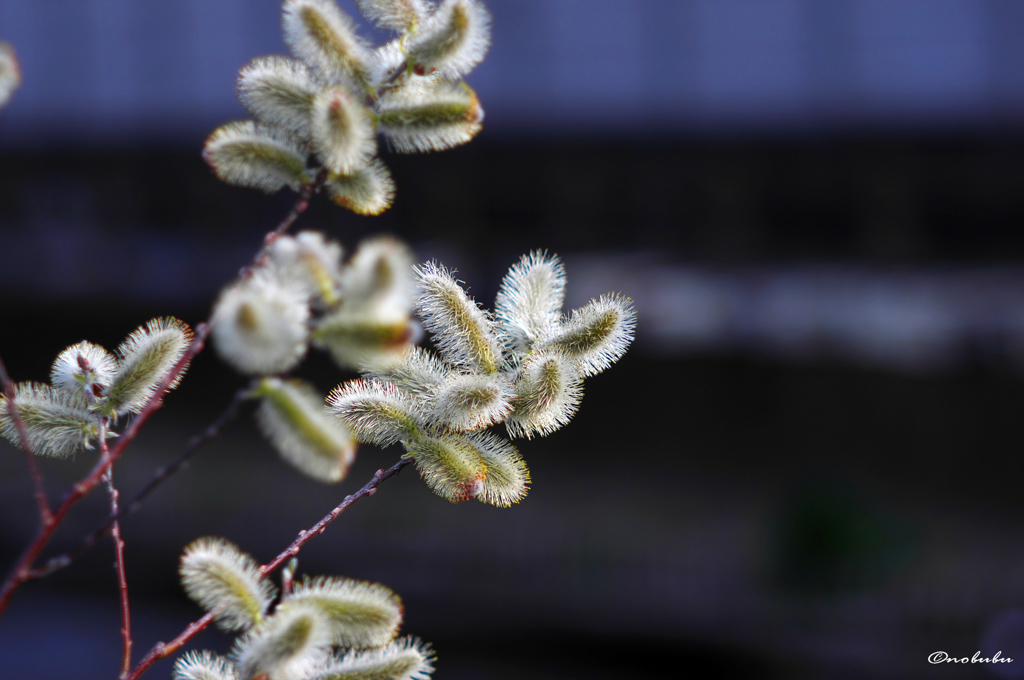 ちくちく？もふもふ？