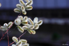 ちくちく？もふもふ？