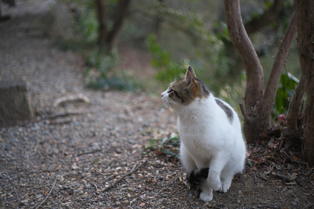  山城跡の猫