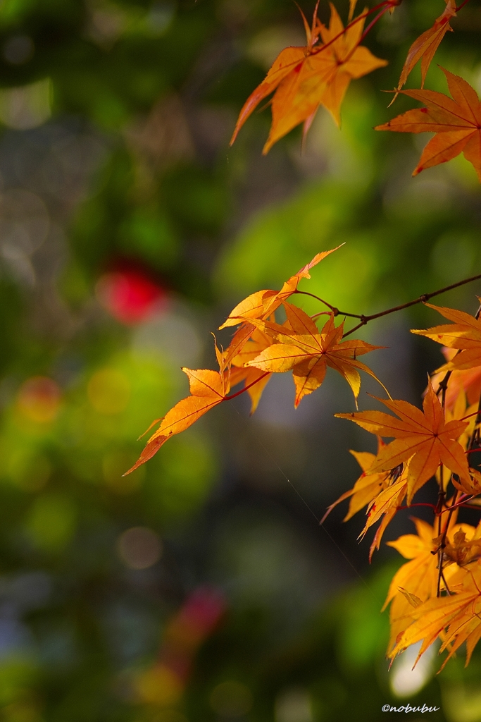 2014紅葉　清水寺