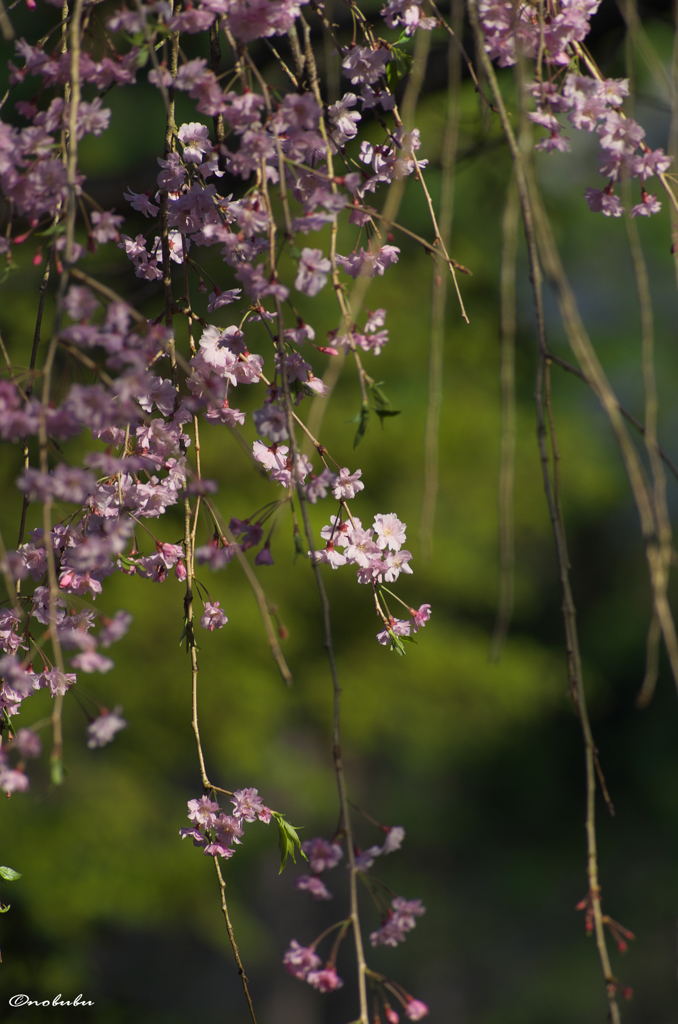 菜の花をバックに