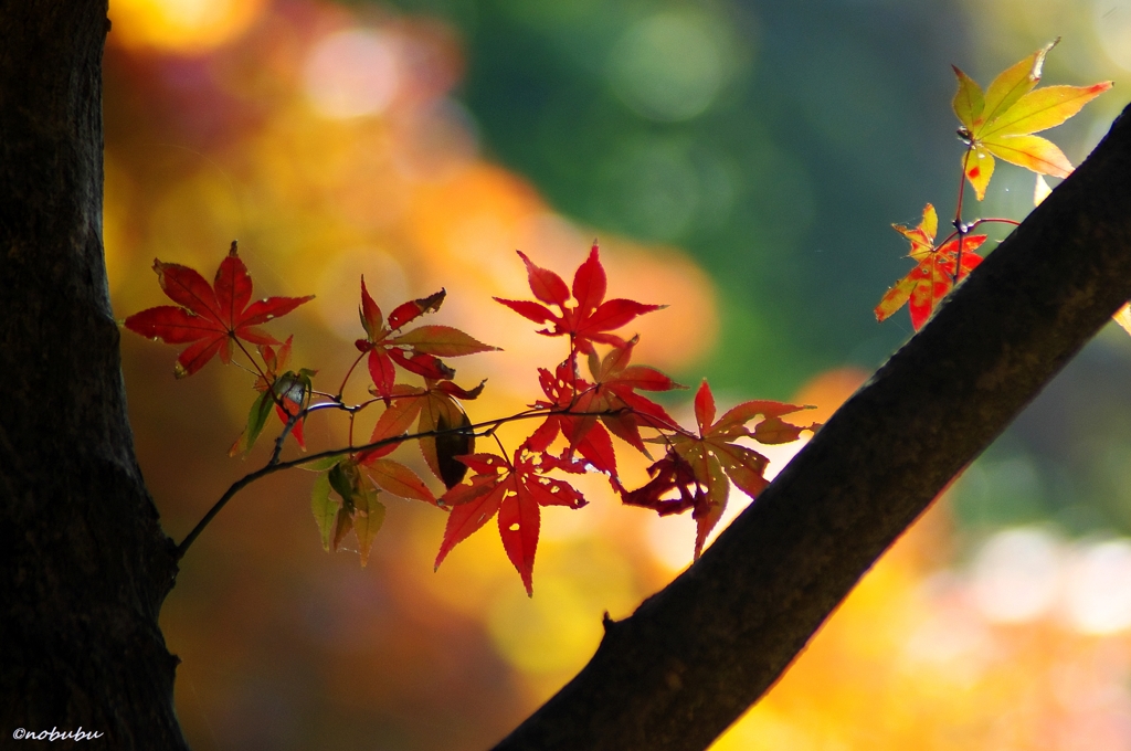 紅葉　唐沢山