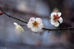 梅の花にかくれんぼ