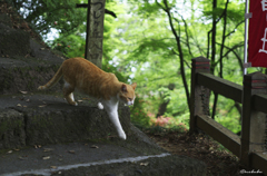 この猫が人懐こくて