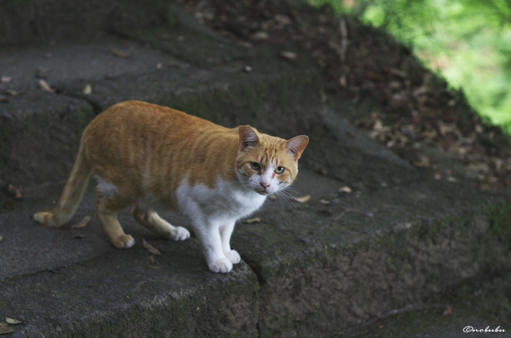 見送り猫