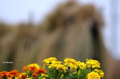 田んぼの畦には花々