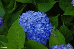 紫陽花鑑賞