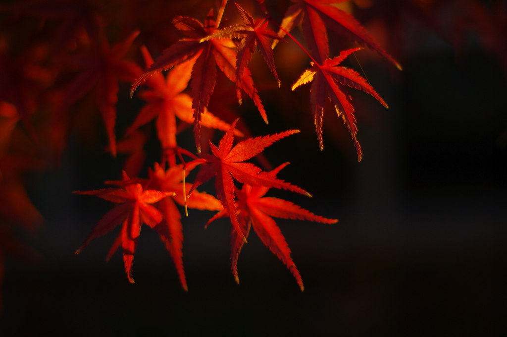 まだまだ秋