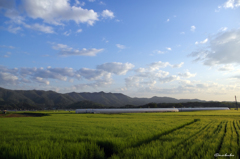 初夏に近づき