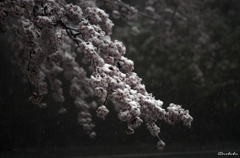 桜と雪