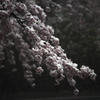 桜と雪