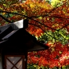 紅葉　唐沢山