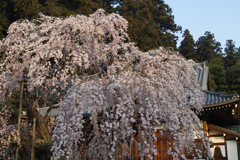 大山寺枝垂れ桜